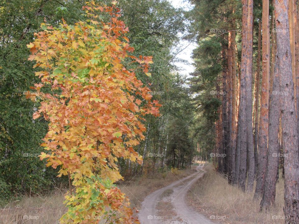 forest in central Russia, September, autumn, yellow leaves