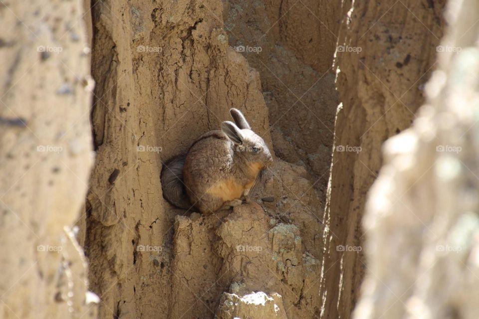 Chinchilla in the Valley de Luna, Bolivia