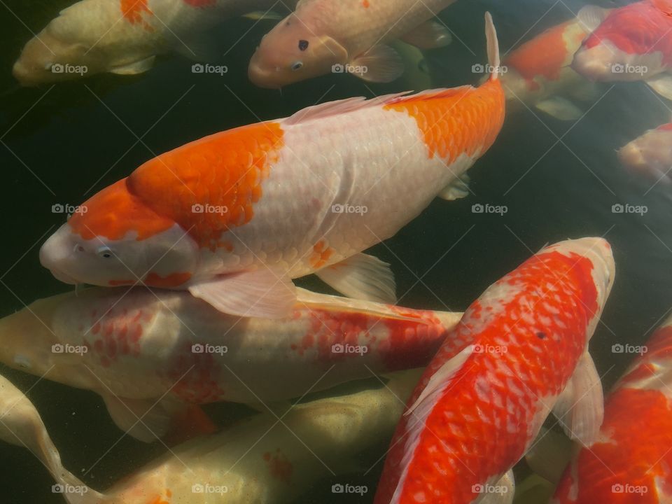 Koi fish