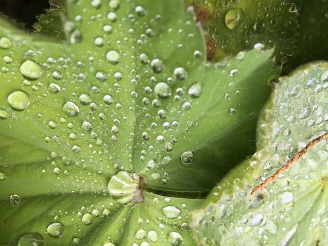 drops
