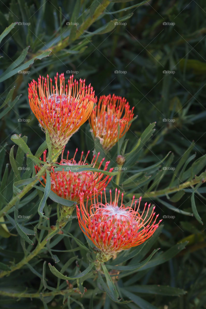 Pincushions, gorgeous orange-red Proteacea flowers, indigenous to South Africa