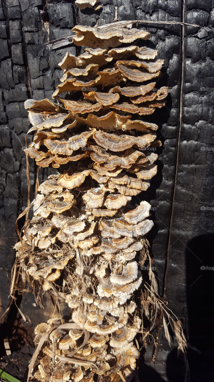 fungus