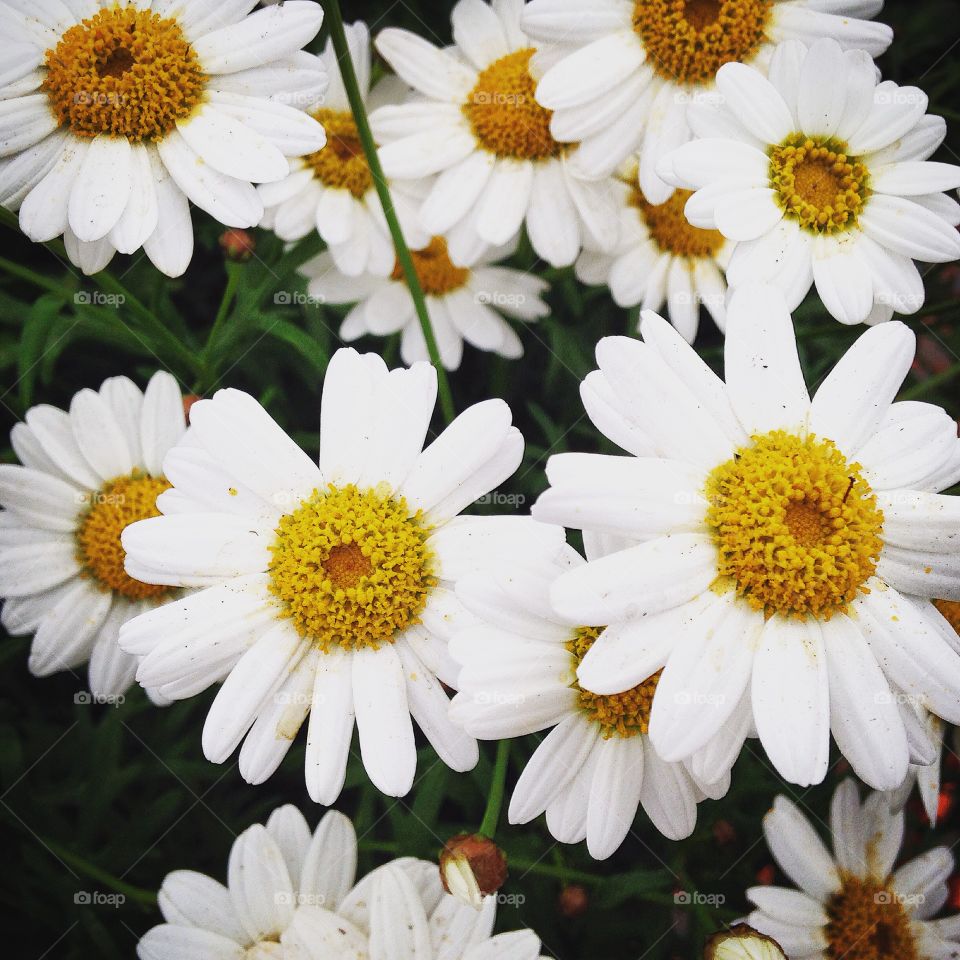 Daisies 