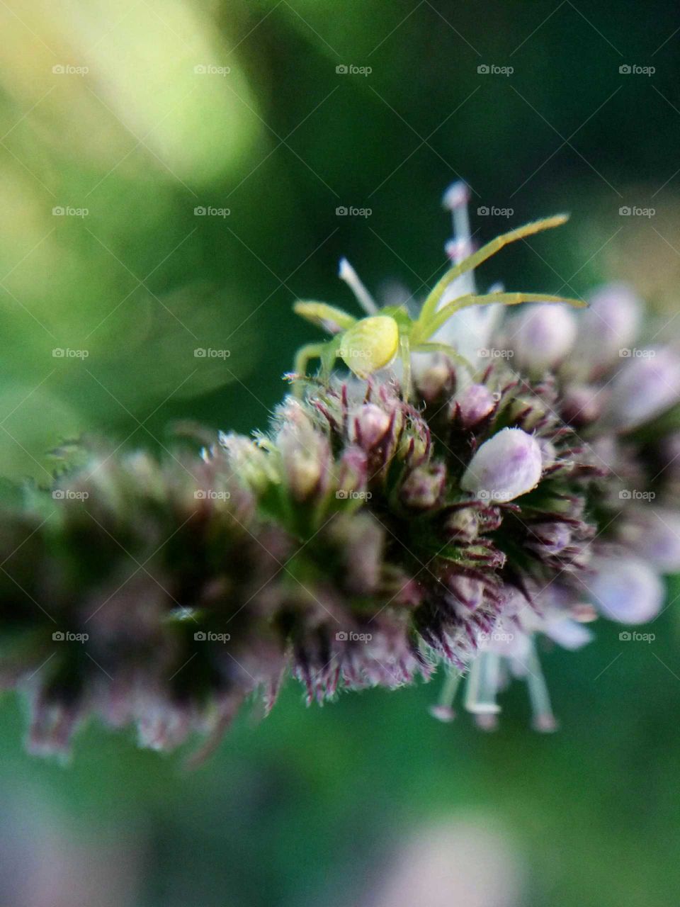 tiny green spider