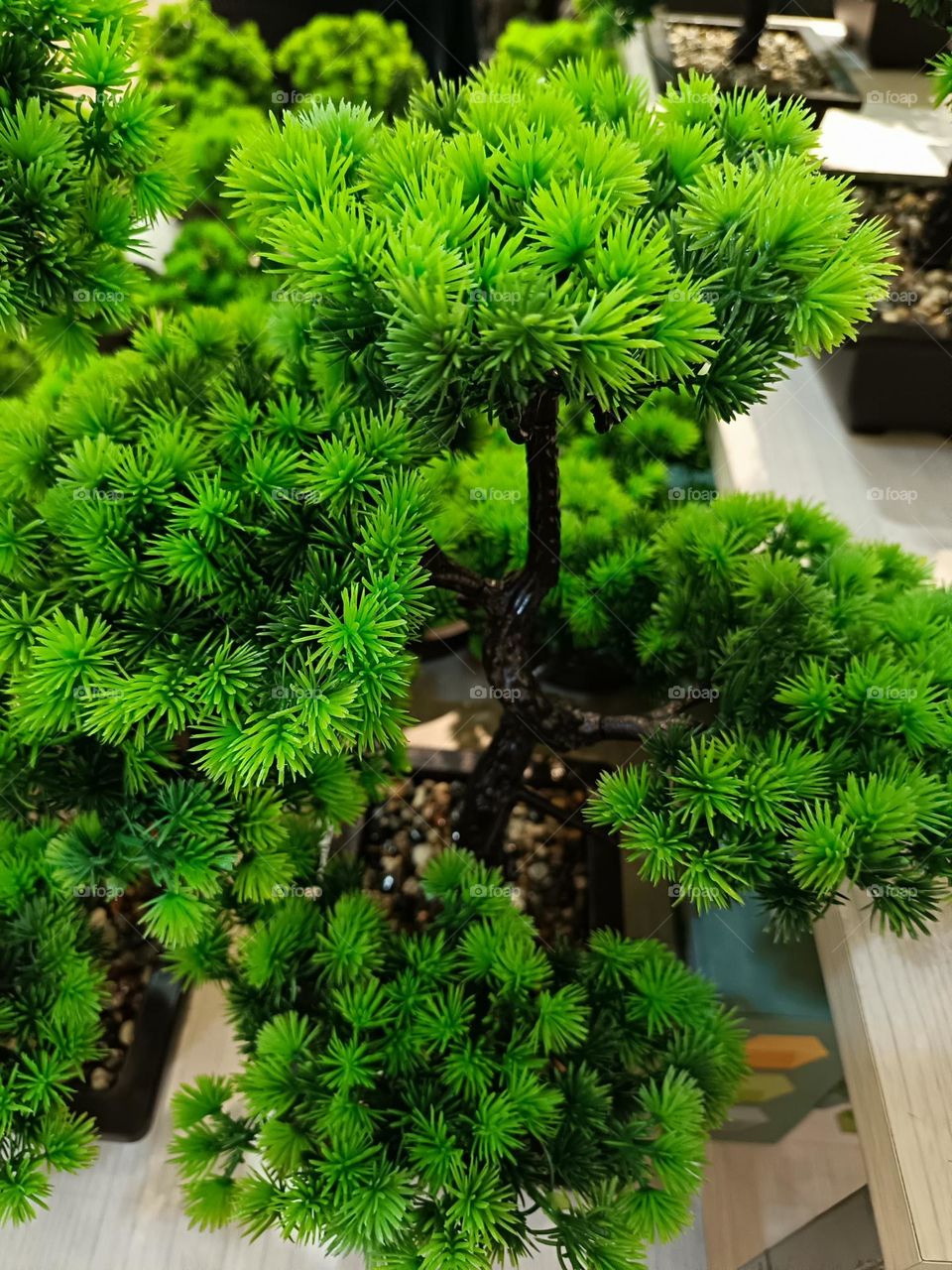 "Nature's art, sculpted in vibrant green, a tiny forest holding stories untold."