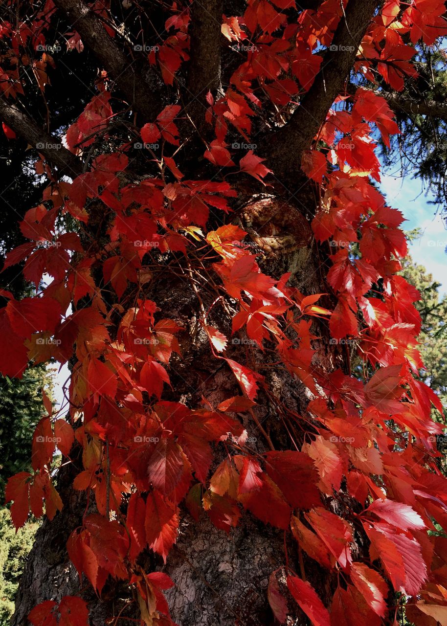 Close-up of maple leaves on tree