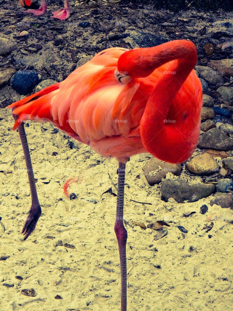 flamingo
