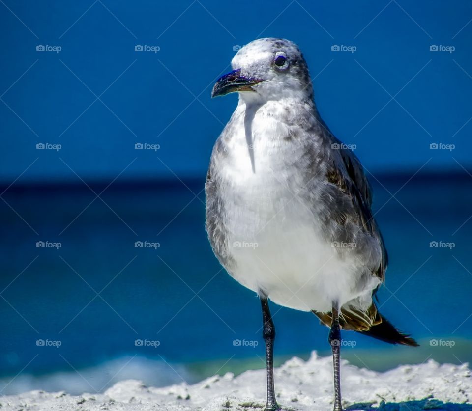 Close up of a Seagull on a sunny day at the beach