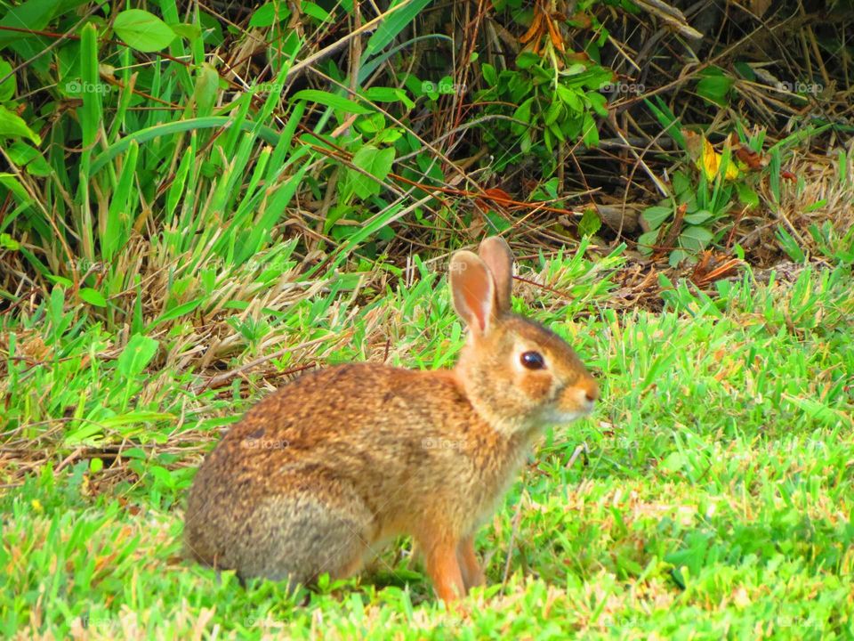 Grass, Rabbit, Cute, Mammal, Animal