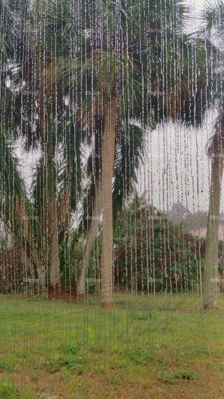 Nature: Th Beauty of Rain