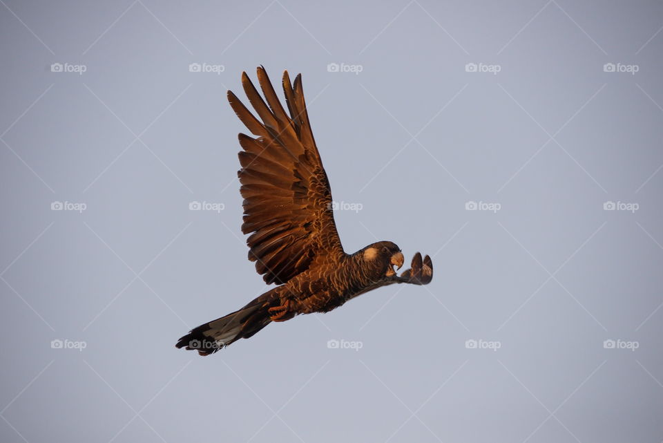 Black Cockatoo in flight at sunset