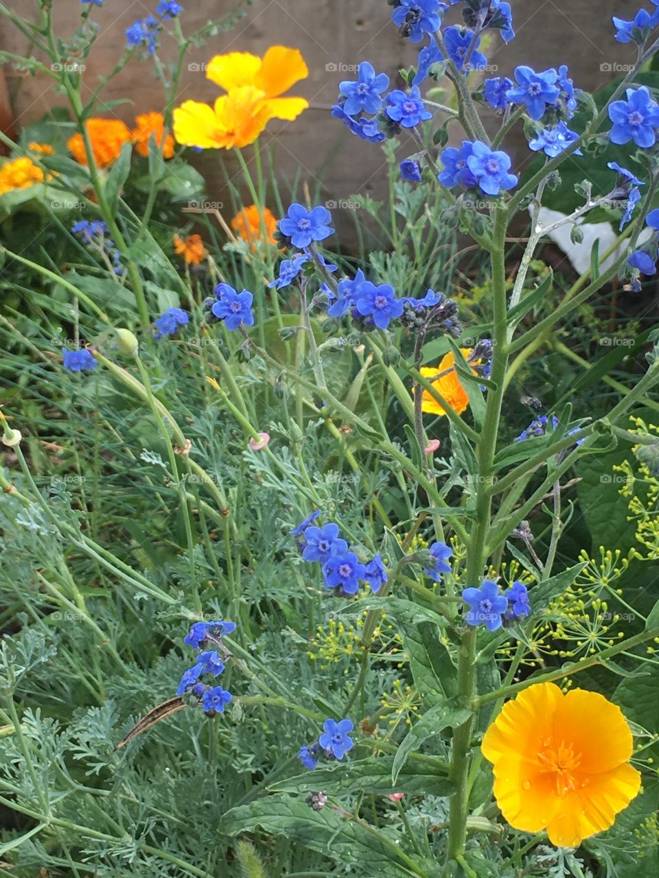 Flowers from my garden