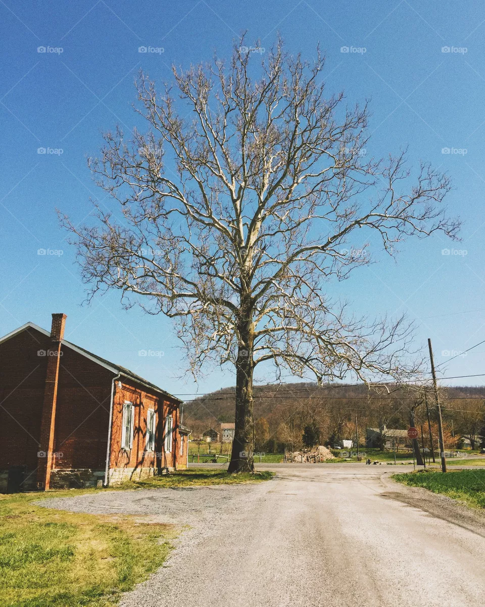 Tree, No Person, Wood, Road, Rural