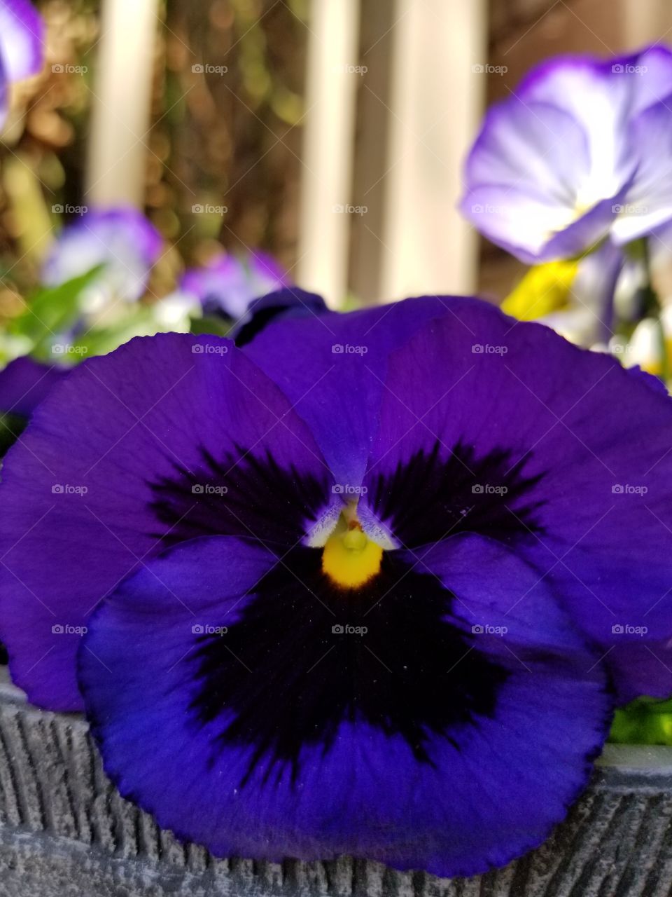 This is a beautiful purple pansy with big eye brows and nice mushstashe to show and