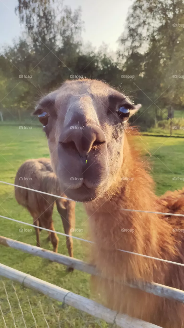 lama