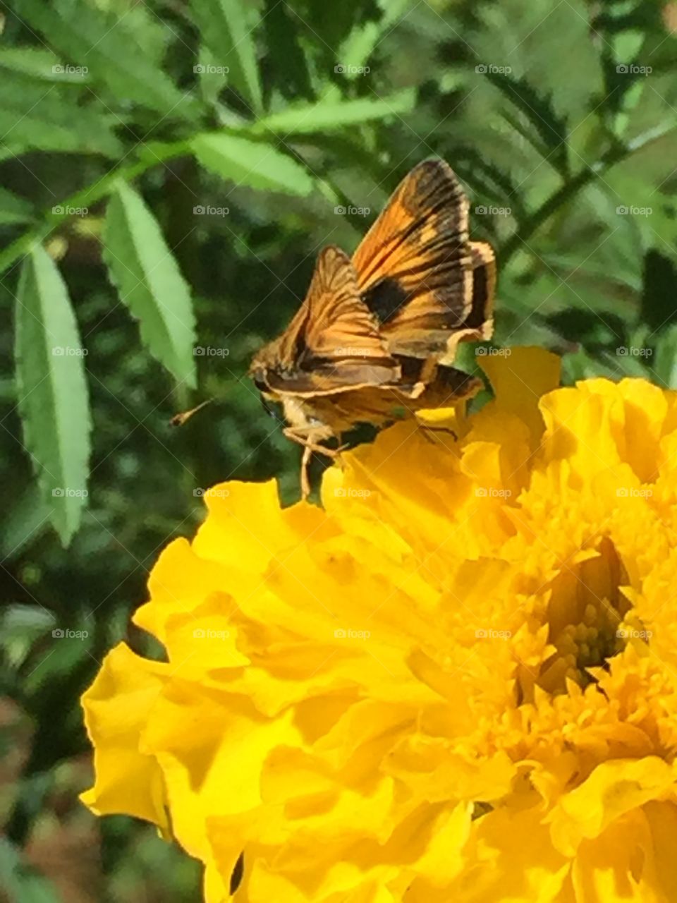 Nature, Butterfly, Insect, Summer, Flower
