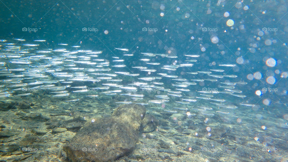 Fishes swimming in undersea