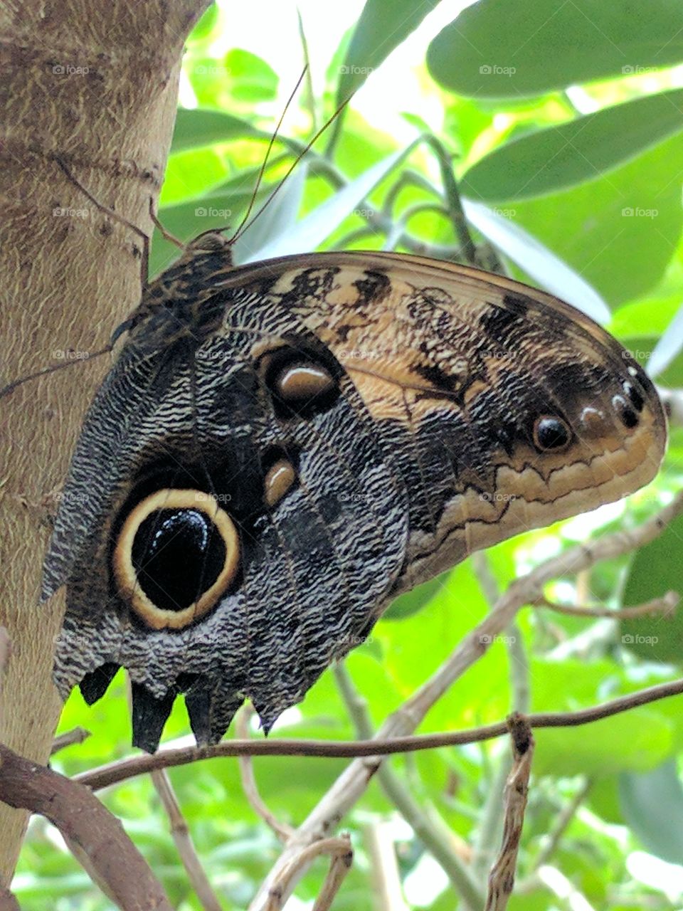 beautiful owl butterfly