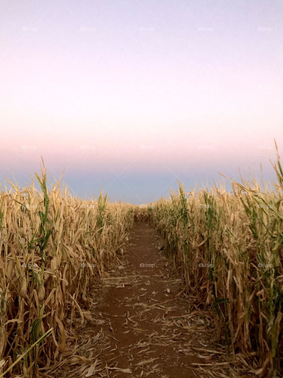 Beautiful horizontal clouds in cascading pastel colors over the row in the corn field!