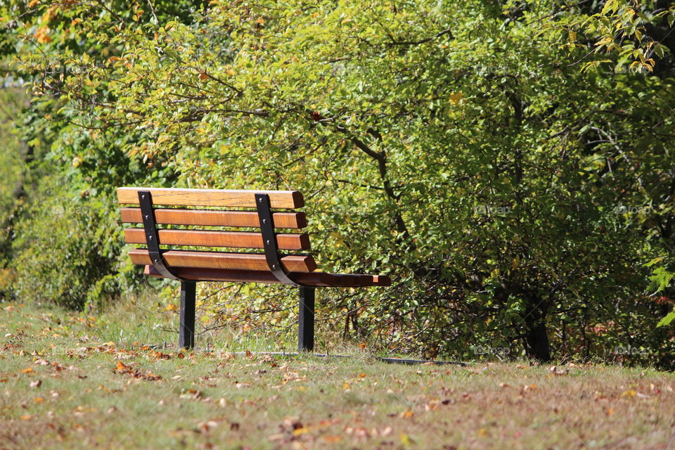 bench with trees backgrounds