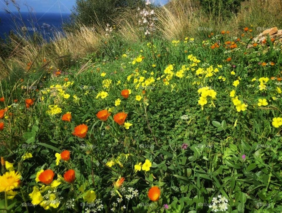 Fiori di campo
