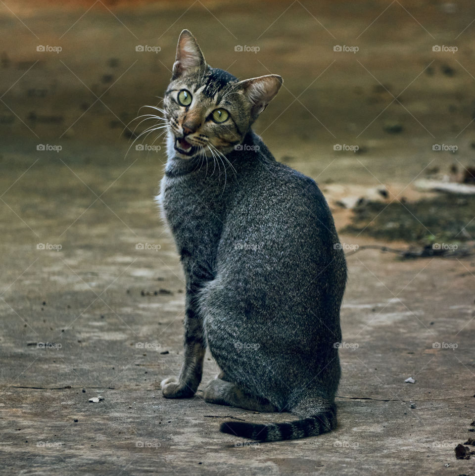 Domestic cat  - egyptian