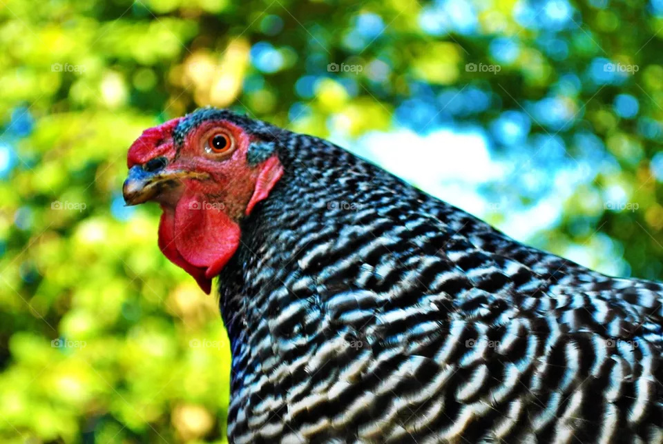 Ruth the top hen