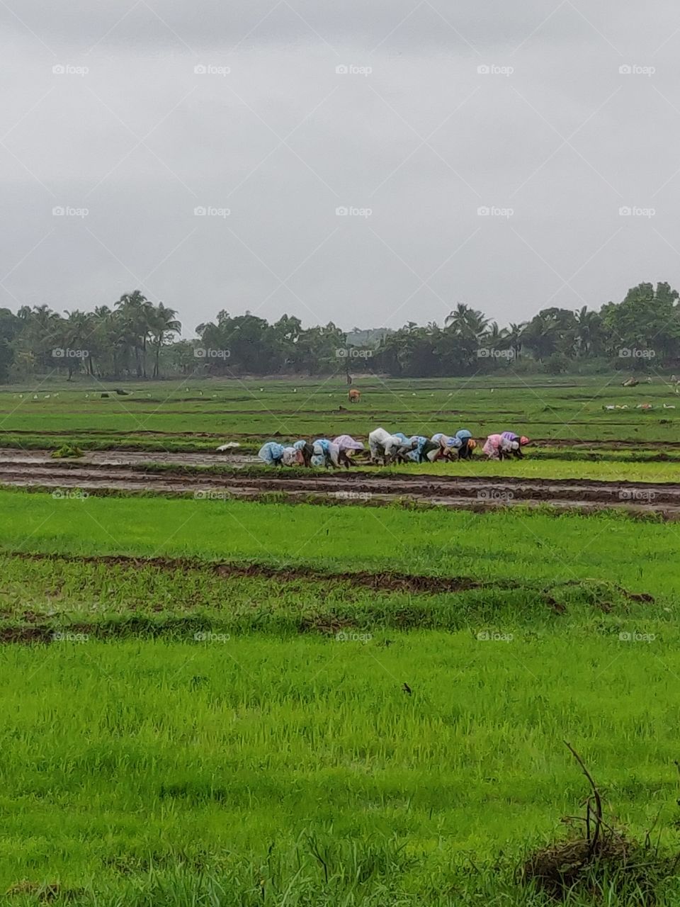 we all must owe to the farmers for the food we eat. 🙏