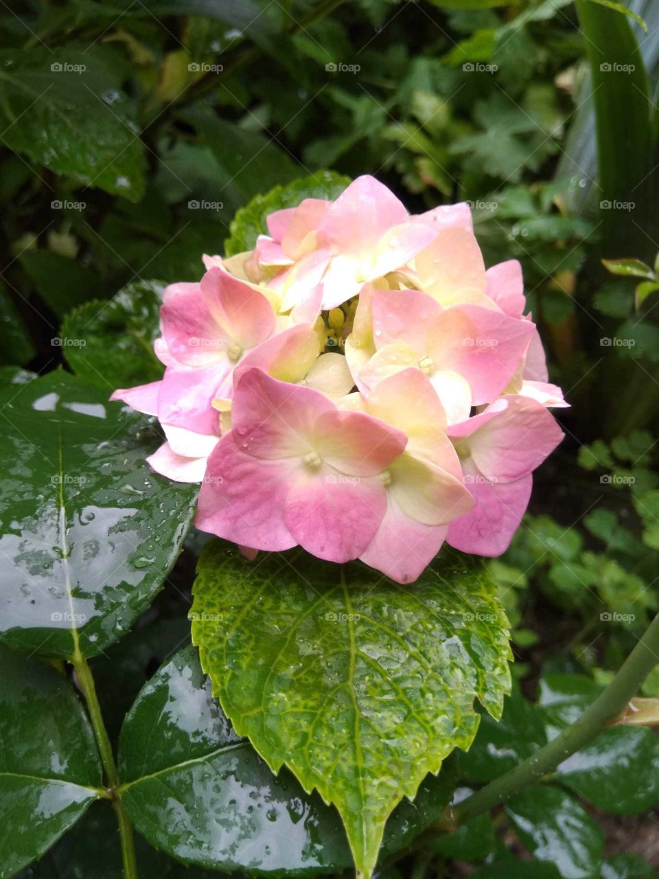 Hydrangea in the rain
