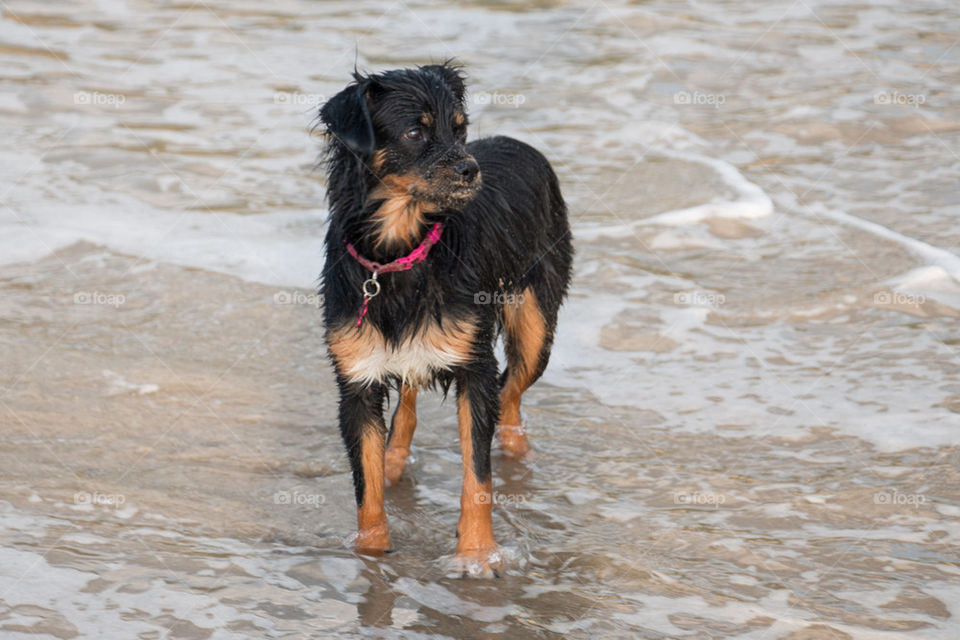 Adorable beach mutt 