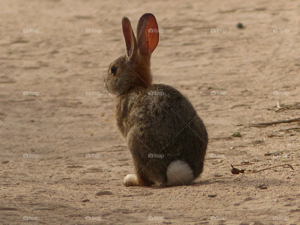 Cotton tail bunny 