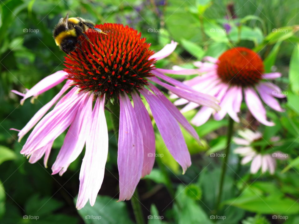 Echinacea. A garden favourite for me and the bees...