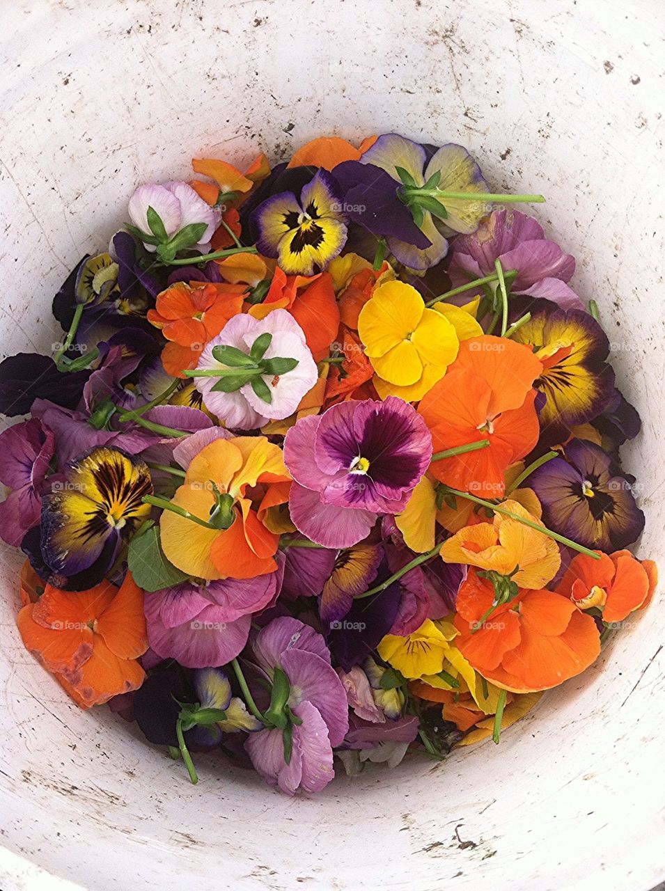 Pansy compost