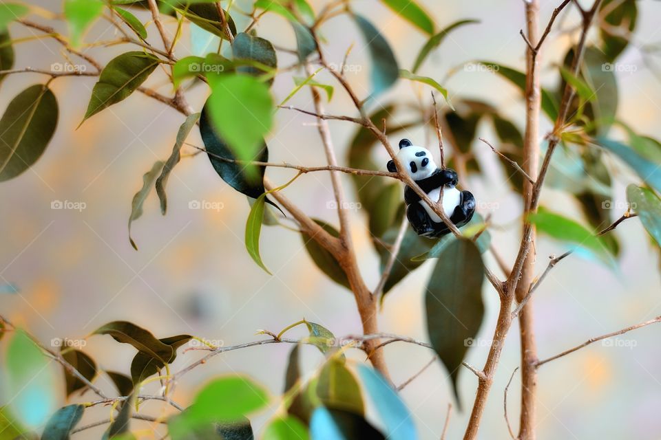 panda