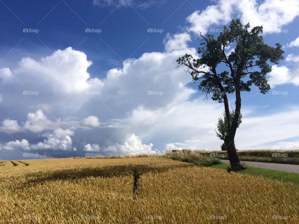Scenic view of rice field