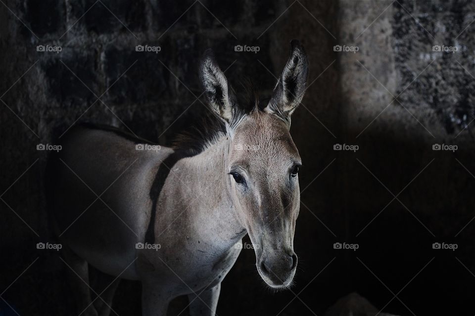 When you go to donkeys house don't talk about ears 