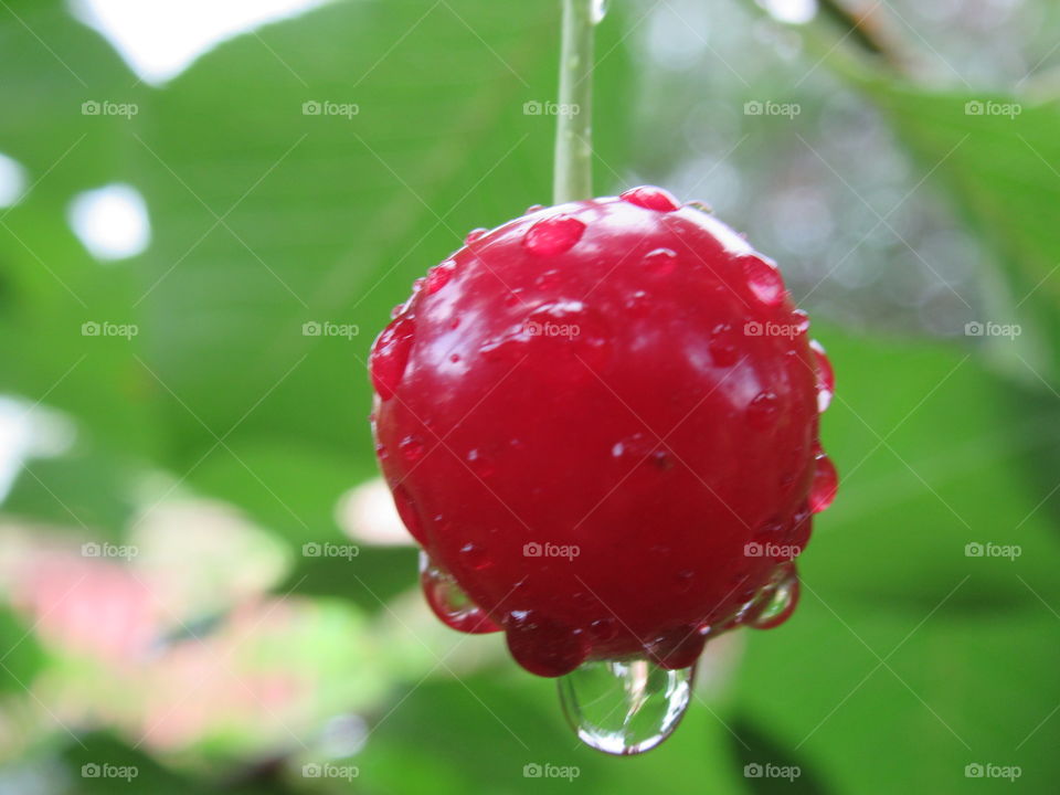 red berry, cherry in raindrops