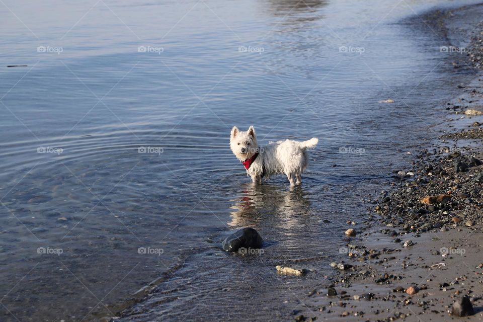 Doggy in a shallow water