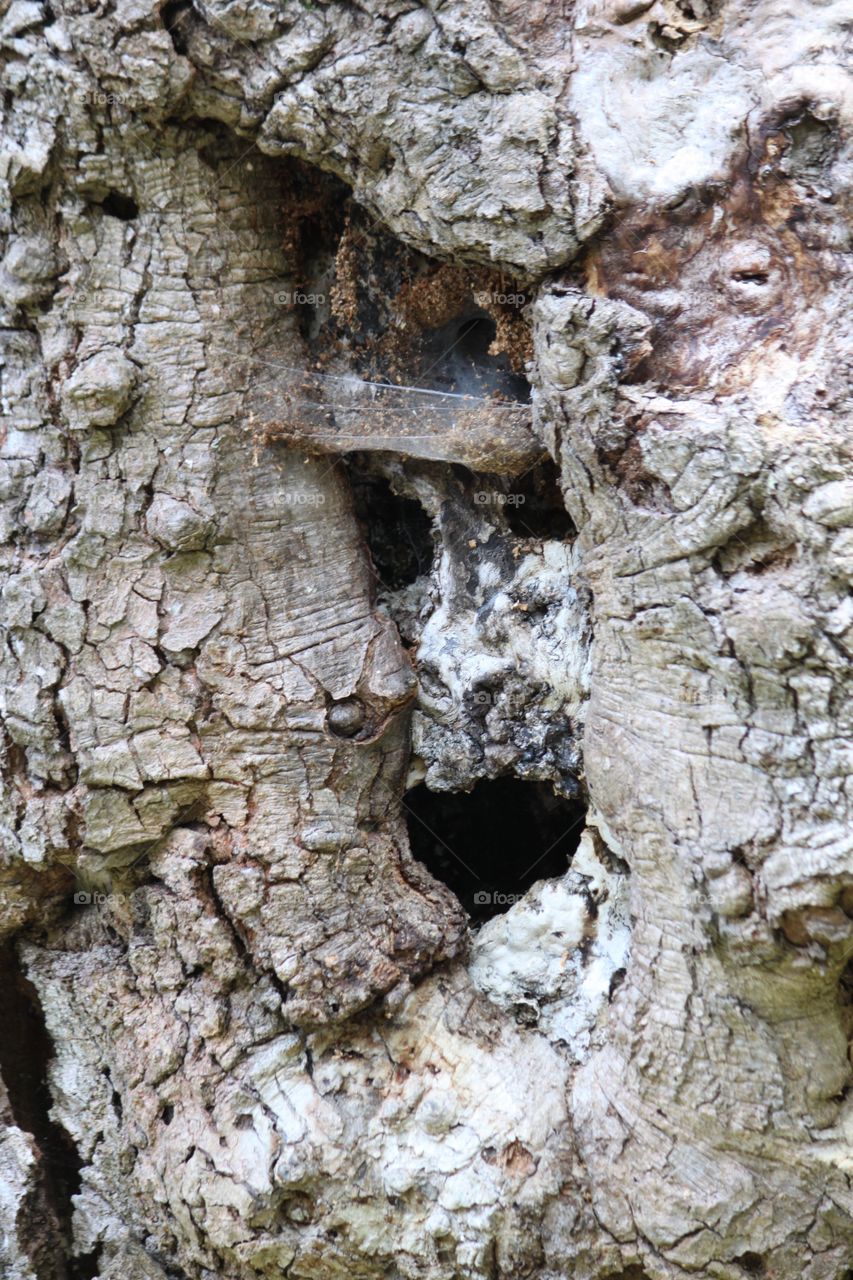 Tree man. Do you see the face?