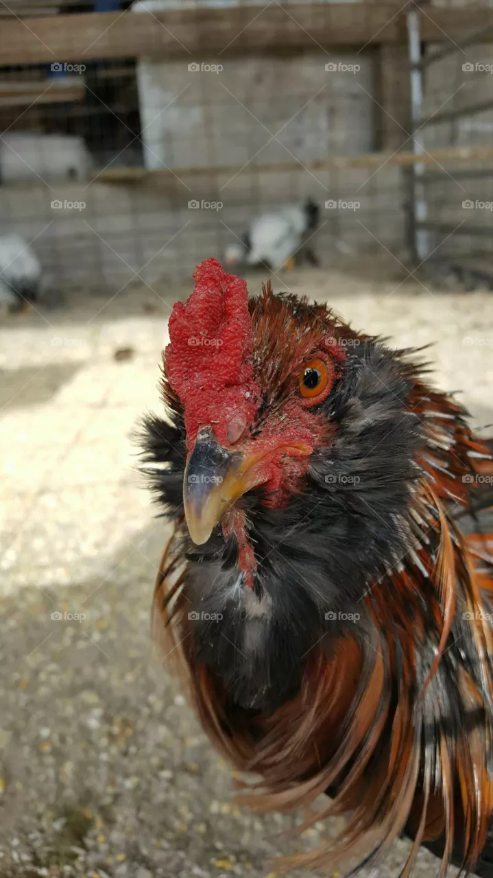 Angry Birds