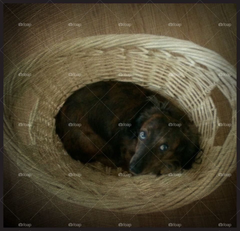 Puppy basket. Don't our pets take naps in the darnedest places. 