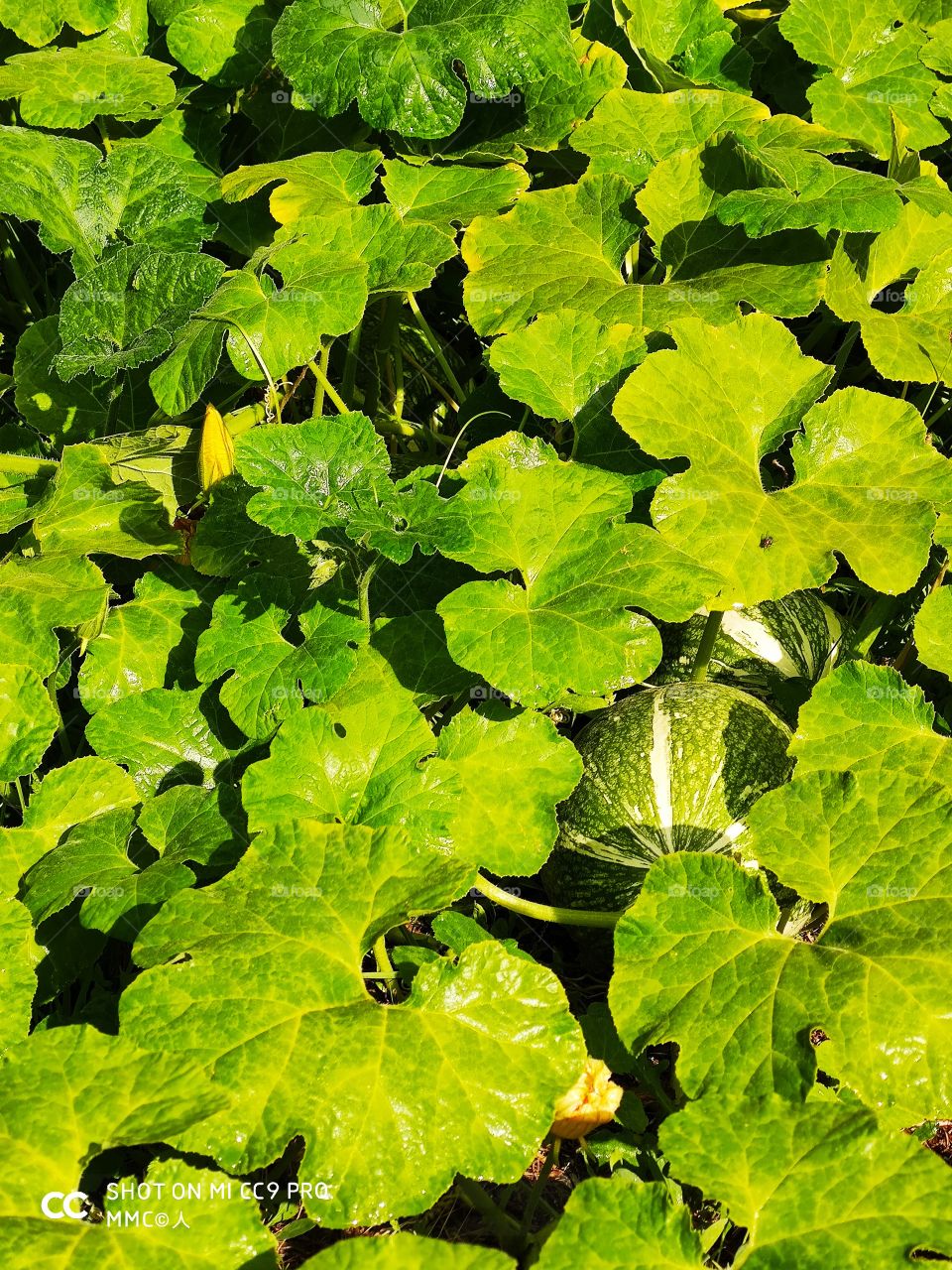 fruit and vegetable series