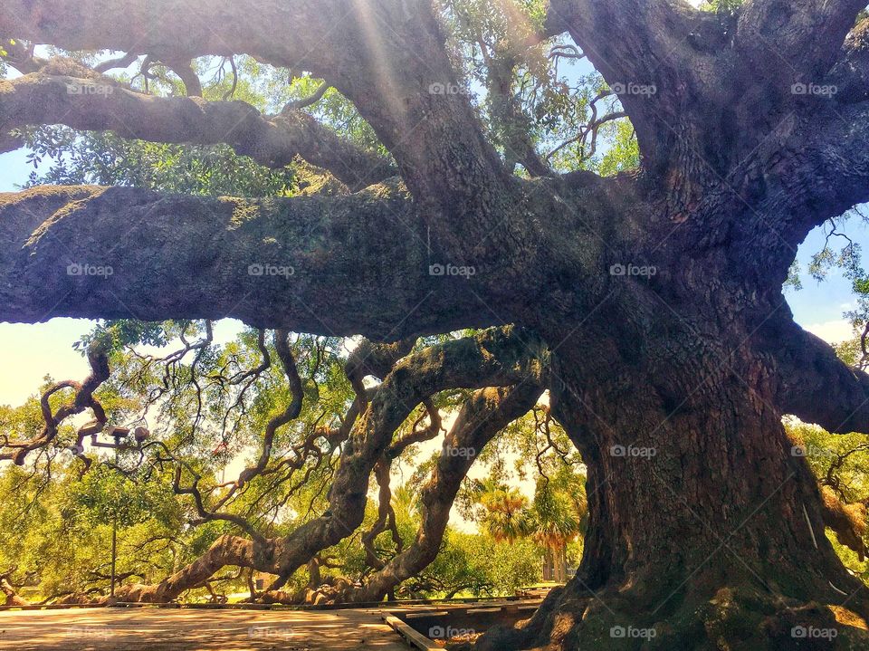 A very old southern live oak tree growing in a city park with a thick trunk and long branches that hang on the ground that was saved from being cut down