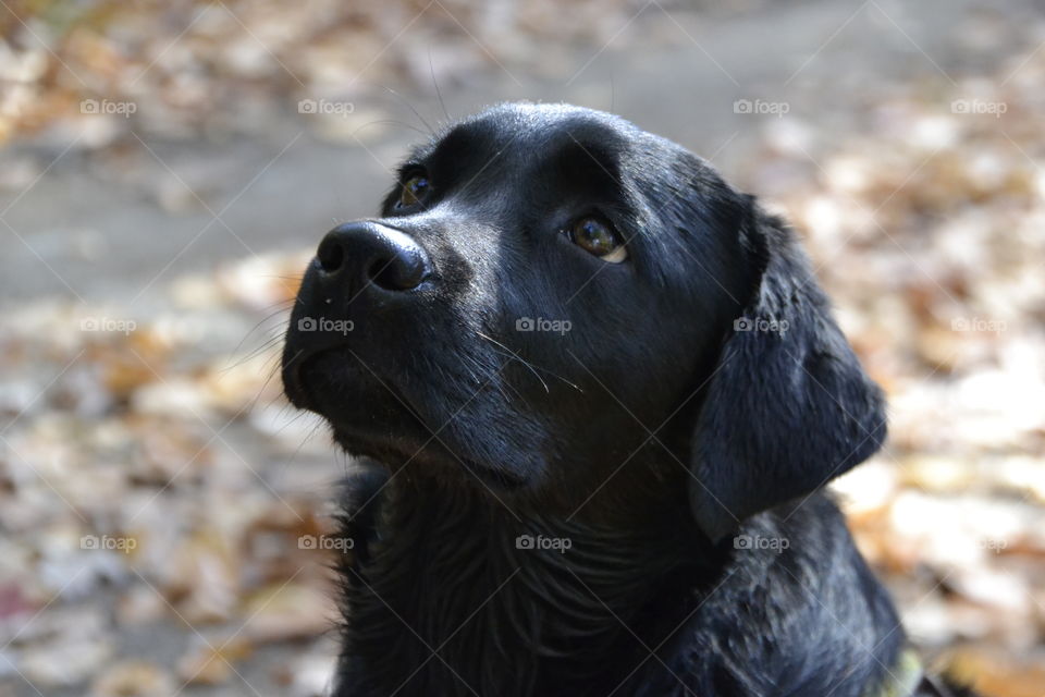 Looking for that treat