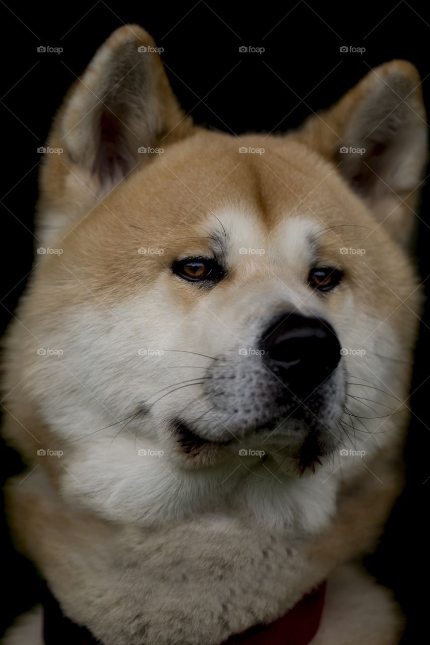 Akita Inu
