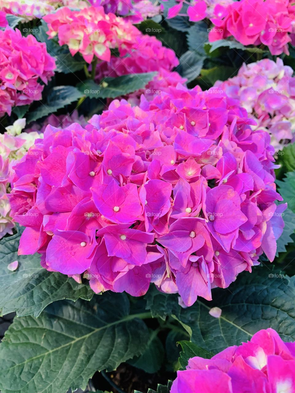 Spring hydrangeas showing gorgeous colors