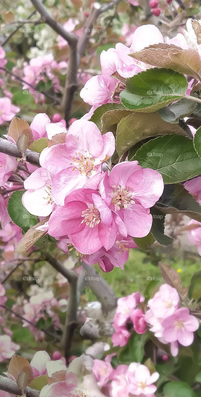 розовая яблоня