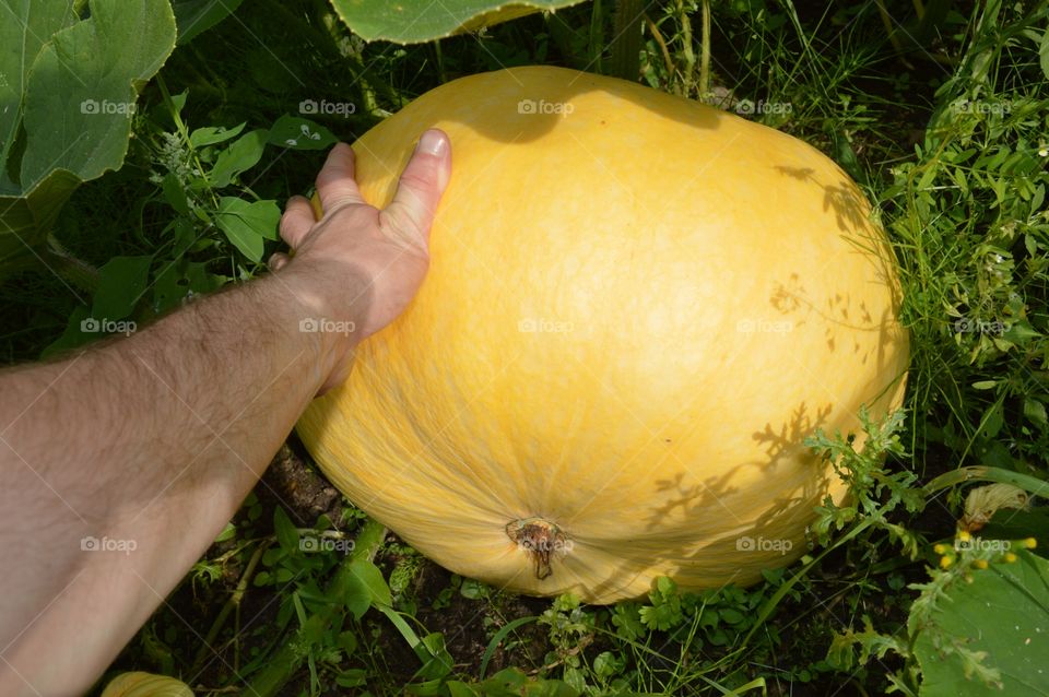 Yellow melon