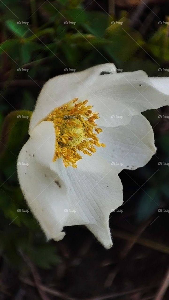 Macro photo of flower growing in the garden