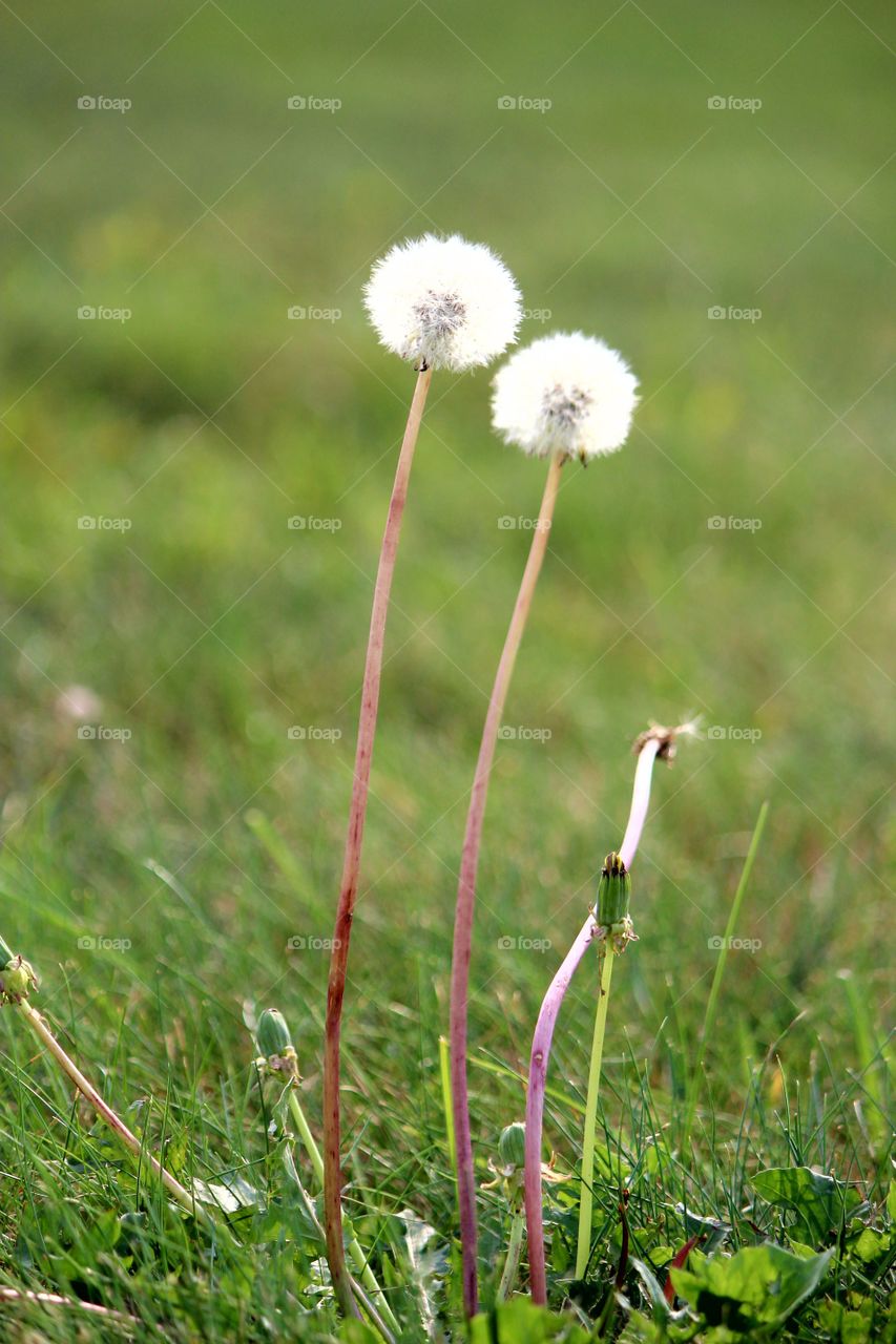 dandelion